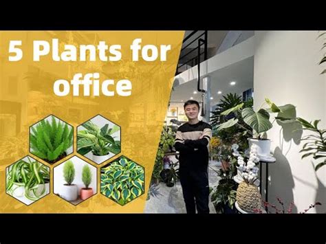 辦公室適合的植物|增添工作靈感！精心挑選你的完美辦公室植物指。